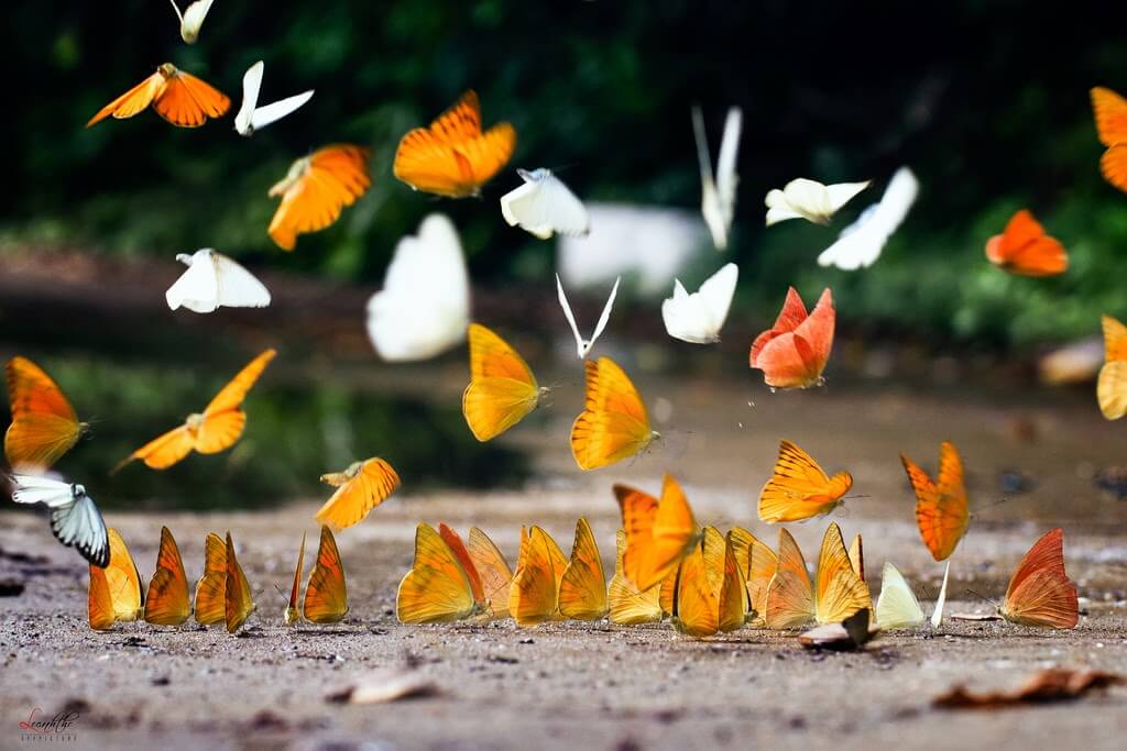 Bươm bướm là một trong những dấu hiệu của thiên thần hộ mệnh